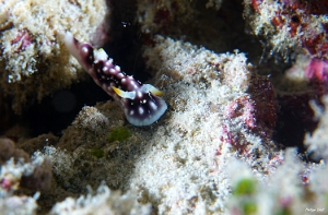 Maldives 2021 - Chromodoris geometrique - Geometric chromodoris - Goniobranchus geometricus - DSC00577_rc